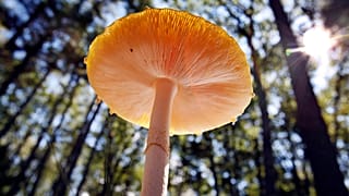 تتسلل أشعة الشمس عبر أشجار الصنوبر البيضاء الطويلة لتضيء فطرًا يبلغ ارتفاعه خمسة بوصات