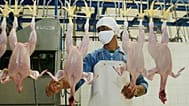 يستعدّ العاملون في مصنع معالجة الدجاج التابع لشركة "سييراد" لتعبئة الدجاج