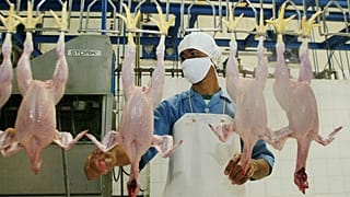 يستعدّ العاملون في مصنع معالجة الدجاج التابع لشركة "سييراد" لتعبئة الدجاج