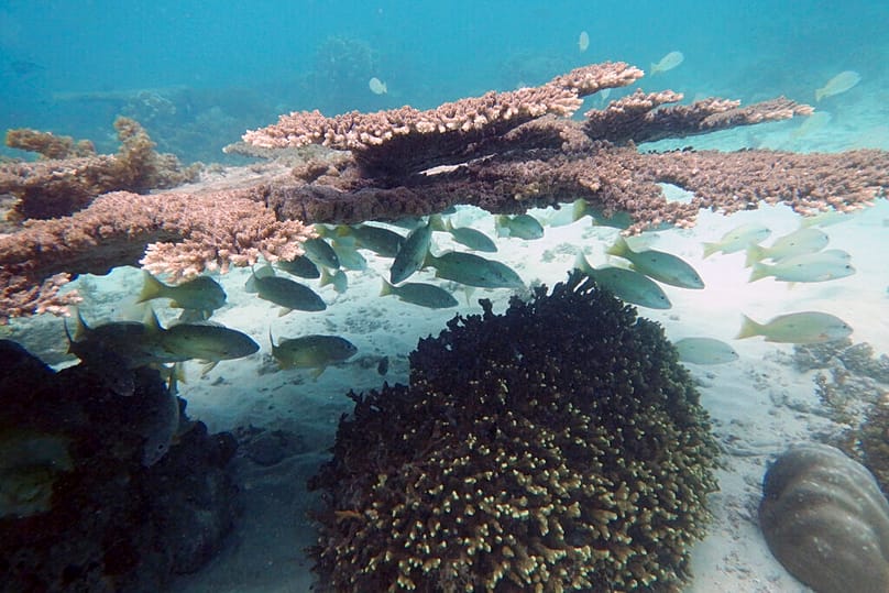 Fish swim near dead coral in Kisite Mpunguti Marine park, Kenya, Saturday, June 11, 2022.