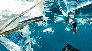 Plastic pollution and juvenile fish in Indonesia. 