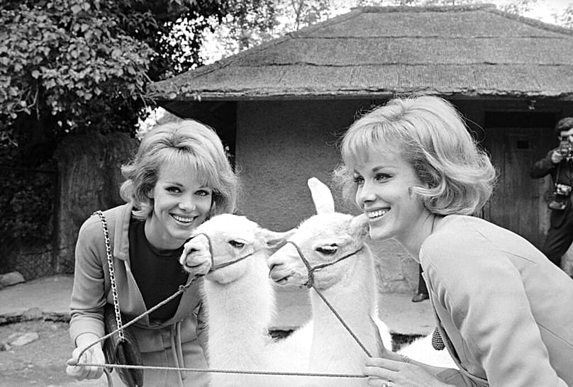 Le ballerine-attrici gemelle tedesche Alice, a sinistra, ed Ellen Kessler posano con due lama gemelli nati nello Zoologico di Roma, in Italia