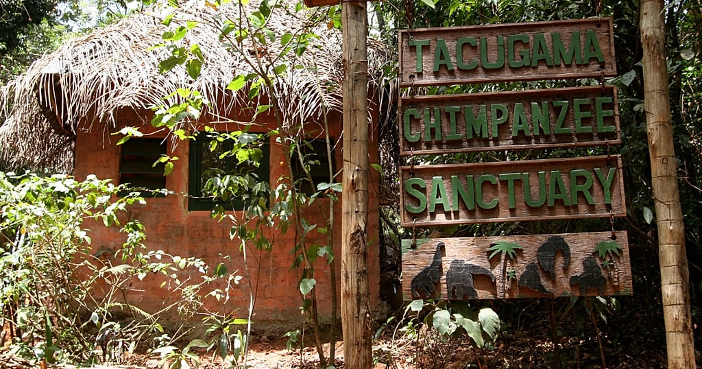 Sierra Leone chimpanzee sanctuary reopens after securing forest protection