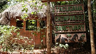 Sierra Leone chimpanzee sanctuary reopens after securing forest protection