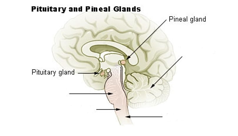 Pineal gland