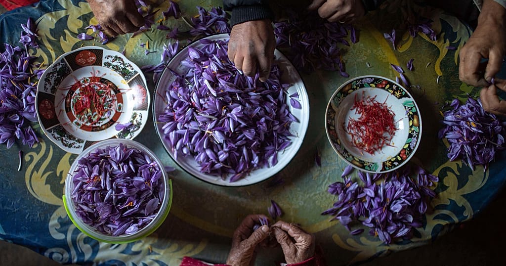 Saffron harvesting flourishes in Morocco's rural Ikniouen commune
