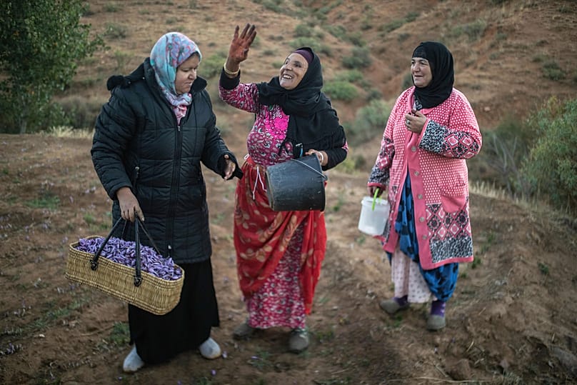 Villagers collect saffron flowers in Askaoun, a small village near Taliouine, Morocco, 5 November 2019