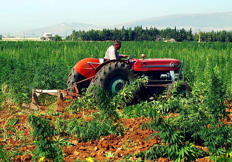 عامل يقود جرارًا لاقتلاع نباتات القنب تحت أنظار رجال مكافحة المخدرات، دون أن يراهم أحد، في حقل بمدينة بعلبك شرقي لبنان، يوم الاثنين 27 يونيو/حزيران 2011. 