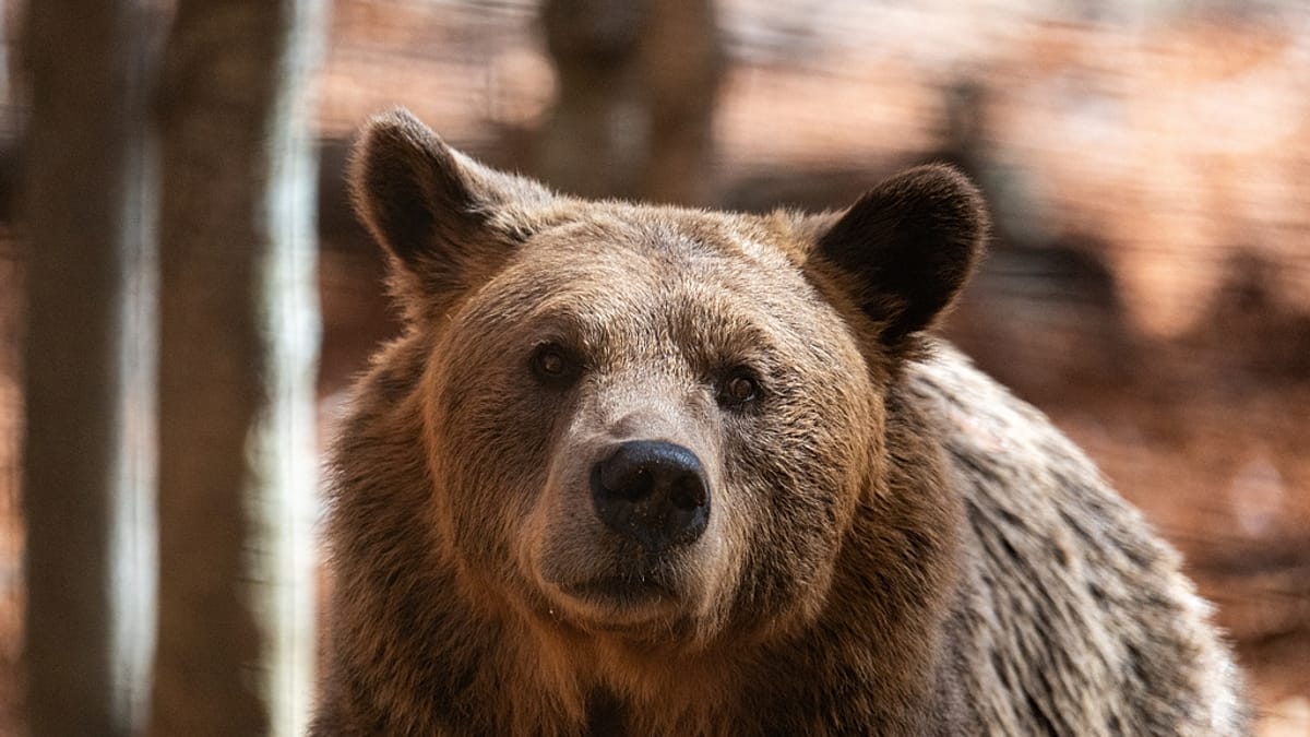 Residents in rural Greece struggle as bears and wolves make a remarkable comeback