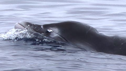 A male gingko-toothed beaked whale showing an erupted tooth.