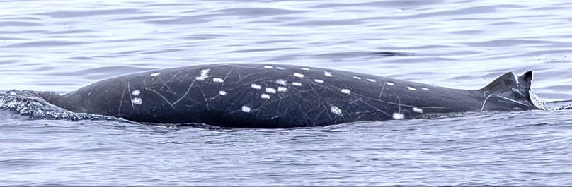 ظهر ذكر، تظهر عليه ندوب من الأسنان (خطوط الندوب) الناتجة عن اقتتال الذكور فيما بينها، إضافة إلى ندوب من عضّات قرش قاطع الكعك (الدوائر البيضاء).