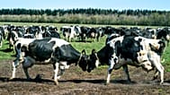 FILE - Dairy cows gather at Sommerbjerggaard after being released from the stables, near Them, Denmark, Sunday 19 April 2020.