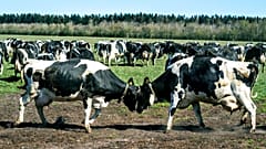 DATEI - Milchkühe versammeln sich auf dem Sommerbjerggaard in der Nähe von Them, Dänemark, nachdem sie aus den Ställen entlassen wurden, Sonntag, 19. April 2020.