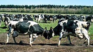 FILE - Dairy cows gather at Sommerbjerggaard after being released from the stables, near Them, Denmark, Sunday 19 April 2020.