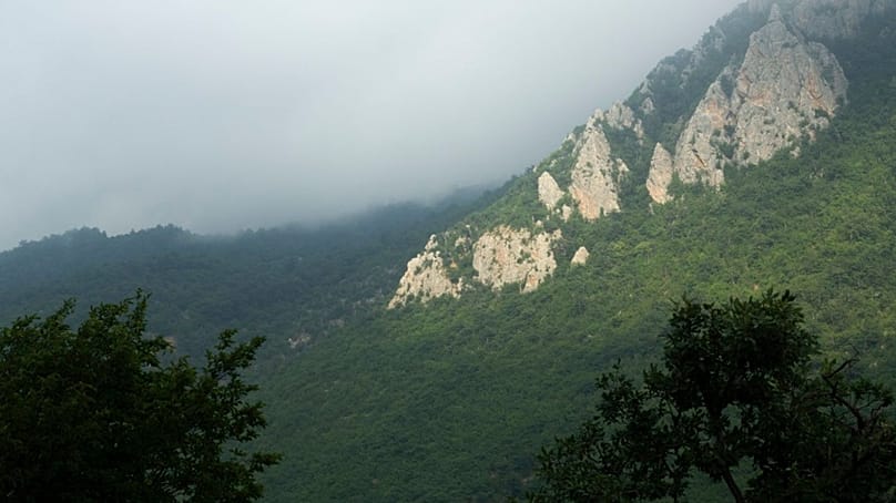 جنگل هیرکانی در شمال ایران