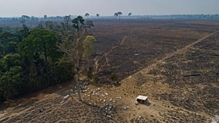 Cattle graze on land recently burned and deforested by cattle farmers near Novo Progresso, Para state, Brazil