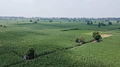 Extensos campos de cana-de-açúcar perto de Meerut, Índia.