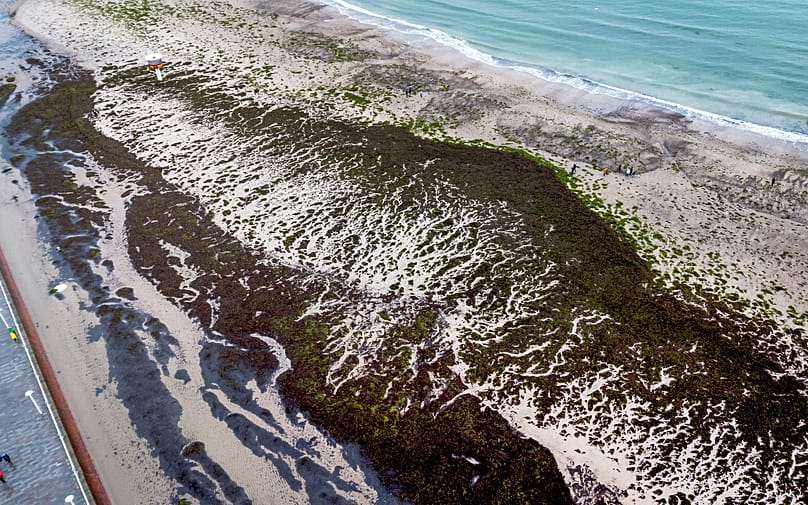 Algae and seaweed are remain on the beach at the holiday resort of Travemuende, northern Germany, Saturday, Oct. 21, 2023. Michael Probst