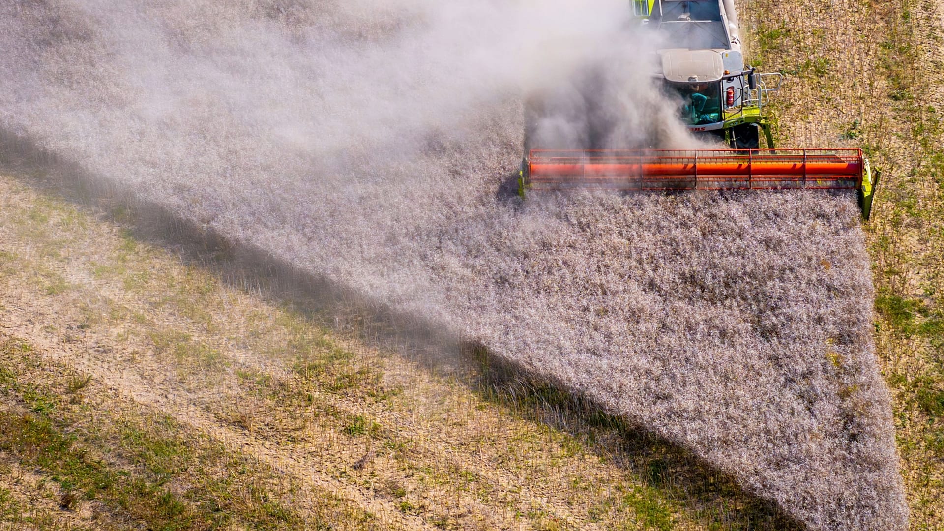 Una mietitrebbia passa su un campo di colza vicino a Salzhaff, a Questin, in Germania, giovedì 14 agosto 2025. 