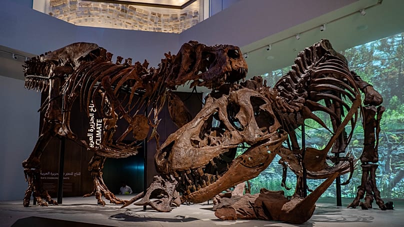 Tyrannosaurus rex skeletons: two of the world’s most complete and exceptionally preserved skeletons ever recovered. 