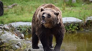 دب يقف بالقرب من بركة مياه