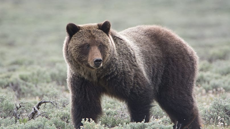 دب يقف في منطقة عشبية مفتوحة