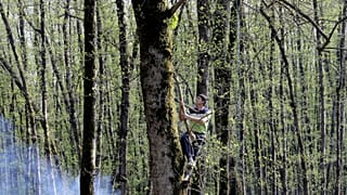 Iran : l'incendie dans la forêt d'Elit a été maîtrisé