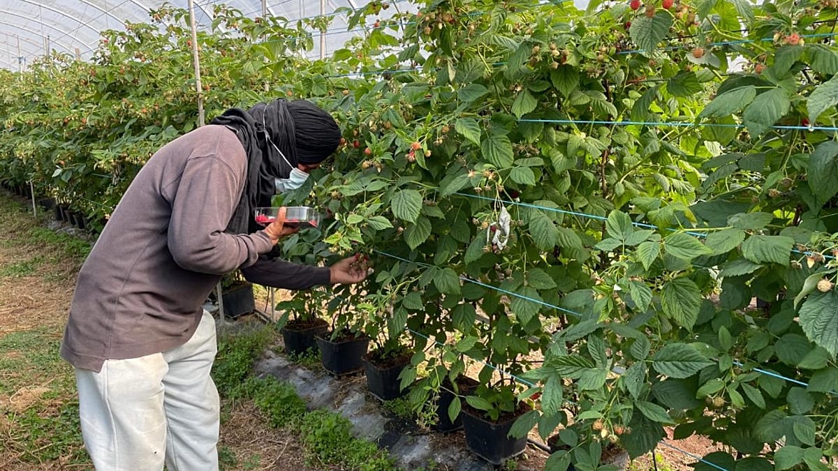 Dez militares da GNR e um agente da PSP detidos por exploração de imigrantes