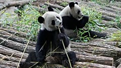 13 yıldır Fransa'da yaşayan pandalar