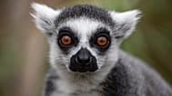 Lemur katta spogląda w obiektyw z wnętrza wybiegu w zoo Buin w Santiago w Chile. Wtorek, 15 czerwca 2021.