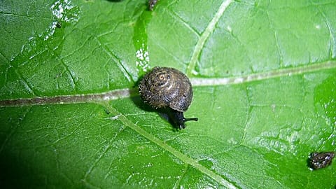 A German hairy snail on a leaf.
