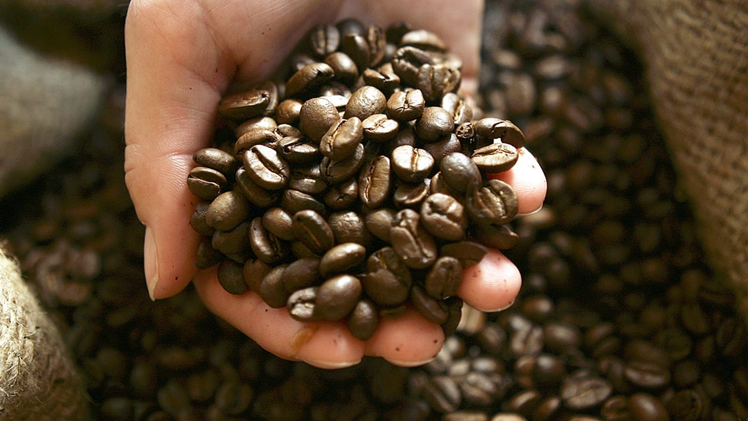 يد تحمل حبوب القهوة (تصوير: وكالة الأنباء أسوشيتد برس / فابيان بيمر)