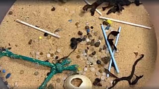 Report finds that plastic pellets called nurdles are swamping the world