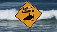 A sign is seen at the site of a fatal shark attack at Dee Why Beach, in Sydney, Australia, Sept. 6, 2025