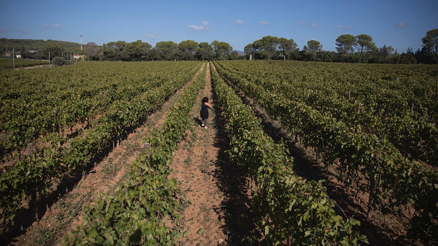 A worker tends to a vineyard in the southern France region of Provence, Friday Oct. 11, 2019.