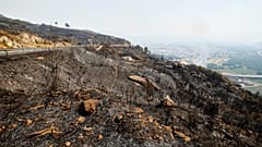 Ein Blick auf verkohlte Vegetation nach einem Waldbrand in Caridade in Nordwestspanien. Donnerstag, 14. August 2025.