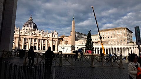 Piazza San Pietro: innalzato un abete alto 27 metri dalla Val d'Ultimo, in Alto Adige