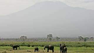 Elephants' calm response to drones opens new doors for observation - Study