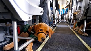 Σκύλος Οδηγός