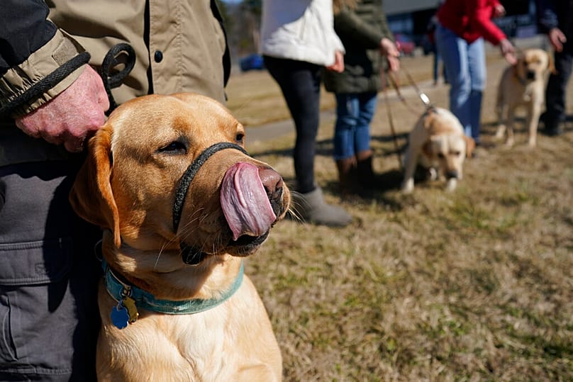Σκύλος - Οδηγός
