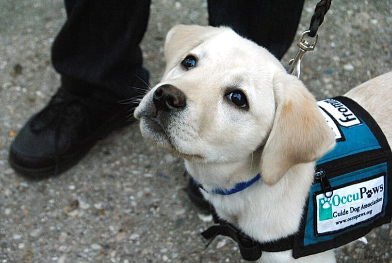 Σκύλος - Οδηγός 