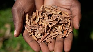 Kenya : grande victoire pour le partage de semences indigènes 