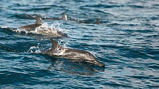 Delfines en el océano Índico.