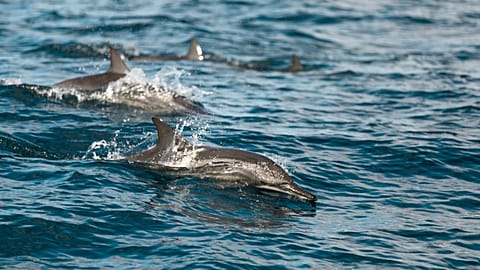 Dolphins and whales have ‘no place to hide’ from forever chemicals, warns new study