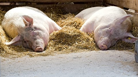 Schweine (FILE IMAGE)