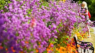 امرأة تتوقف للنظر إلى الزهور في الحدائق النباتية في دبلن ، أيرلندا ، الجمعة 29 مايو 2020