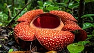 Rafflesia hasseltii