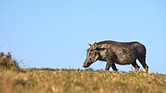 Un jabalí.