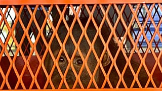 Three trafficked Sumatran orangutans were sent back from Thailand to Indonesia 