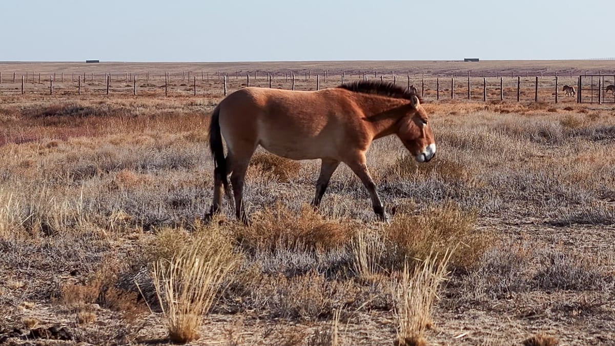 Wild horses return to Kazakhstan’s steppe